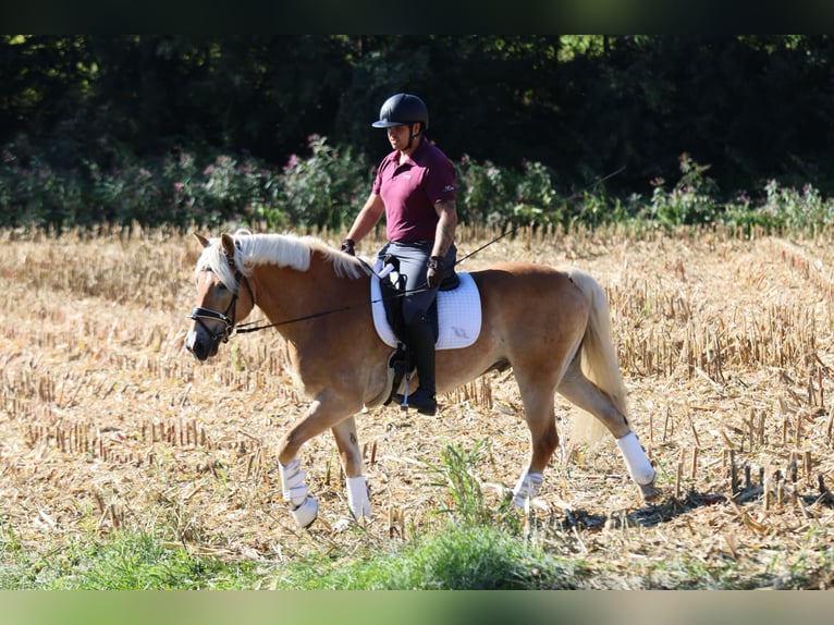 Hafliger Wałach 9 lat 156 cm Kasztanowata in St Marein bei Graz