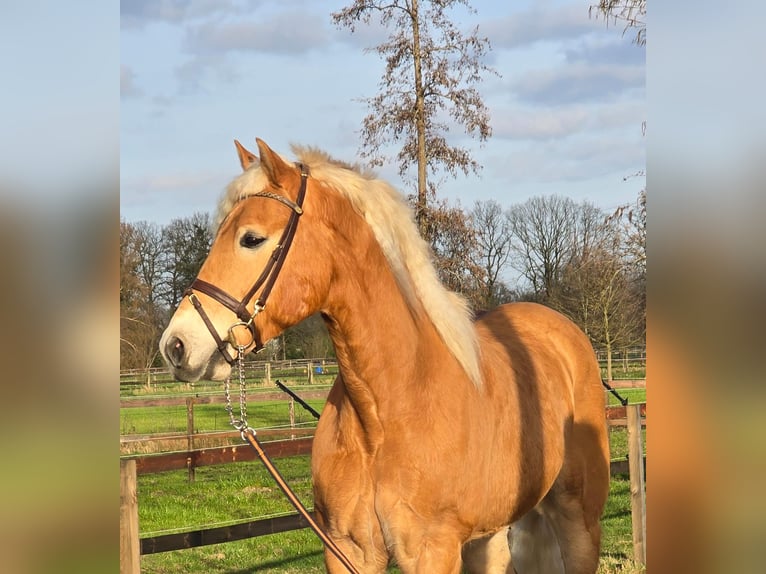 Hafliger Wałach 9 lat 158 cm Izabelowata in Someren