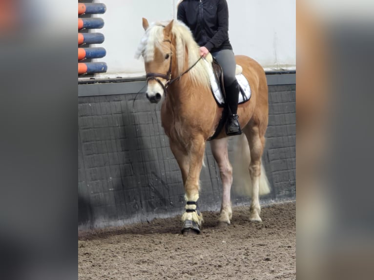 Hafliger Wałach 9 lat 158 cm Izabelowata in Someren