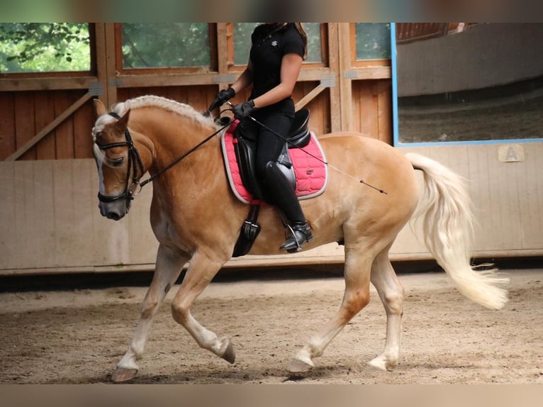 Hafliger Wałach 10 lat 148 cm Kasztanowata in Heilsbronn