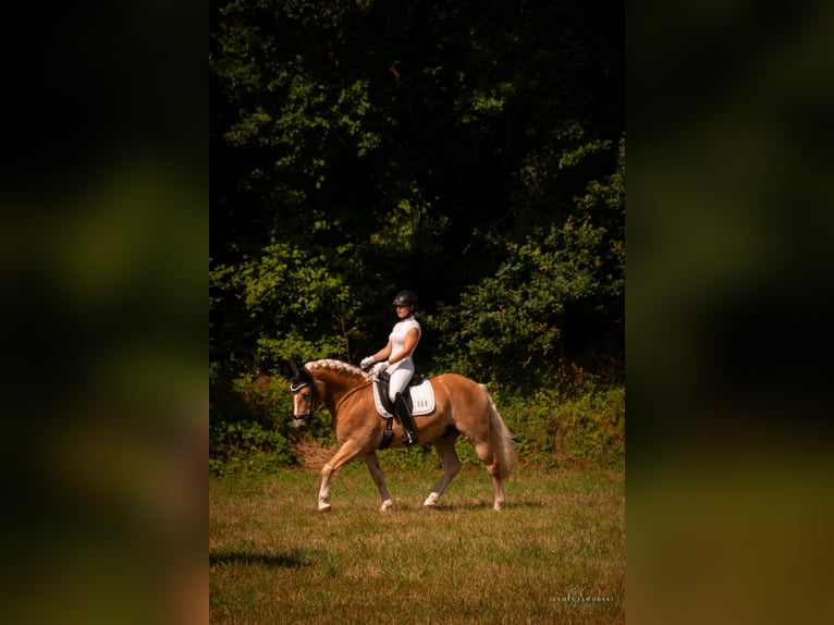 Hafliger Wałach 10 lat 148 cm Kasztanowata in Heilsbronn