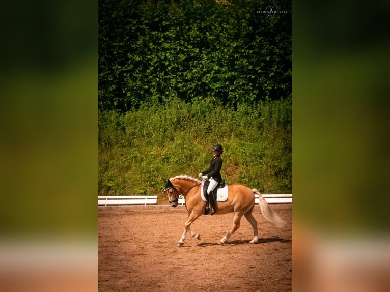 Hafliger Wałach 10 lat 148 cm Kasztanowata in Heilsbronn