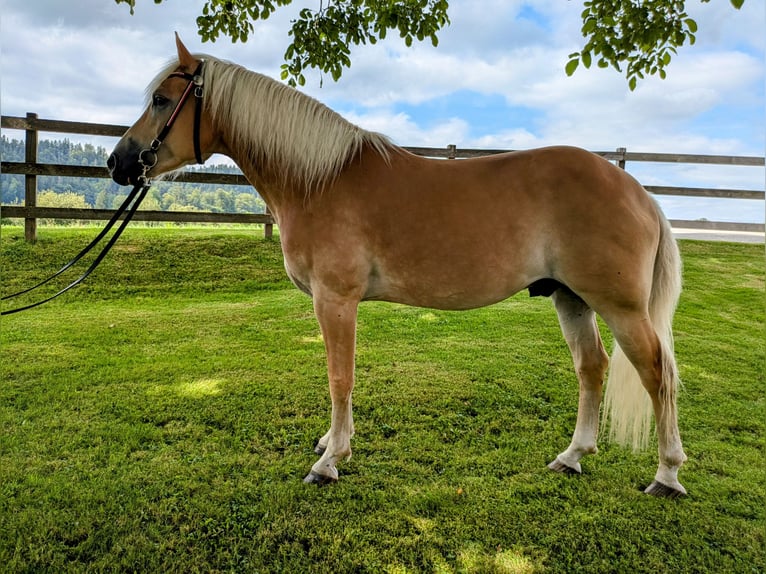 Hafliger Wałach 10 lat 152 cm Kasztanowata in Grünenmatt