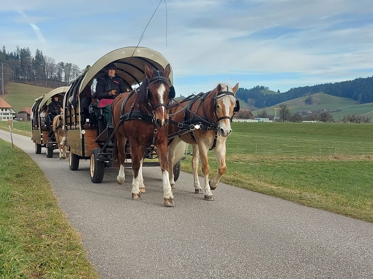 Hafliger Wałach 10 lat 152 cm Kasztanowata in Grünenmatt