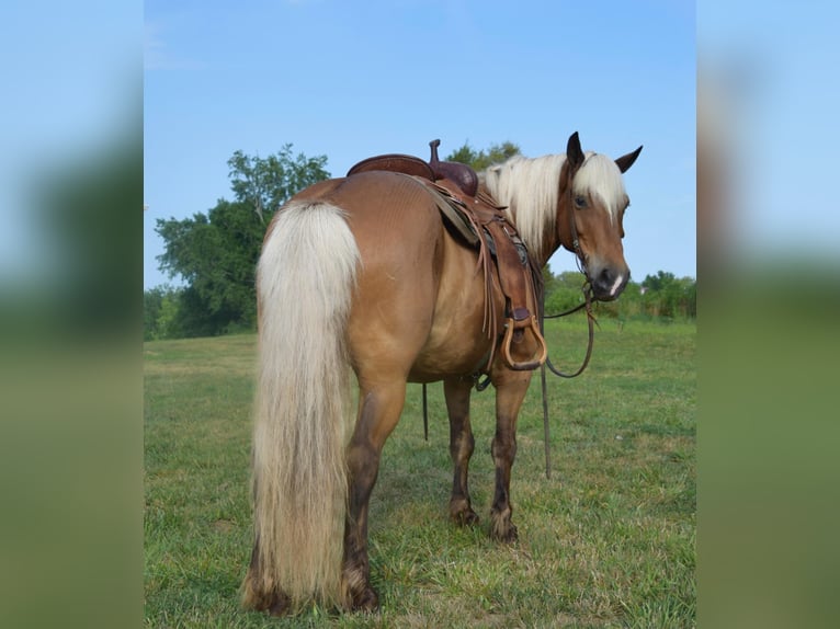 Hafliger Wałach 11 lat 142 cm Izabelowata in Greenville Ky