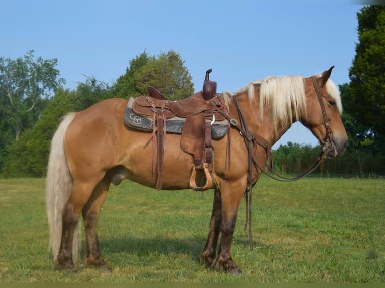 Hafliger Wałach 11 lat 142 cm Izabelowata in Greenville Ky