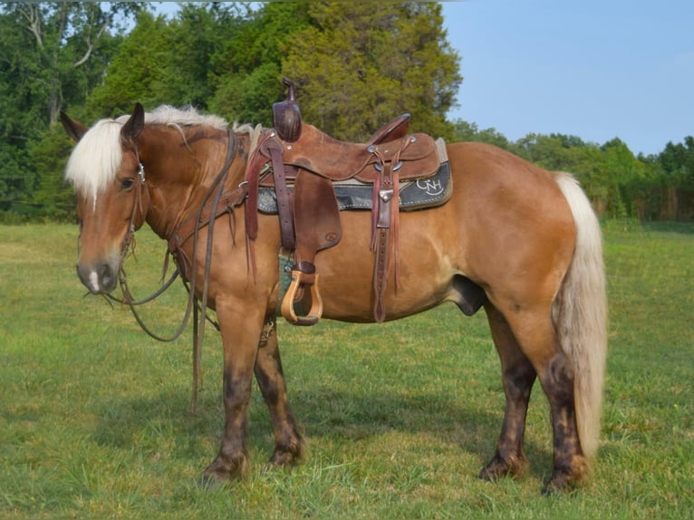 Hafliger Wałach 11 lat 142 cm Izabelowata in Greenville Ky