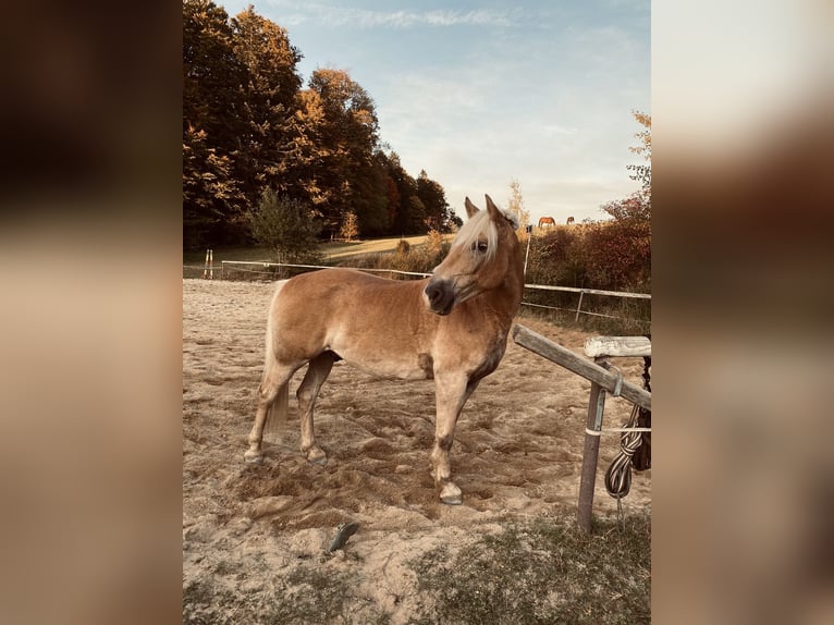 Hafliger Wałach 11 lat 158 cm Bułana in Wegscheid