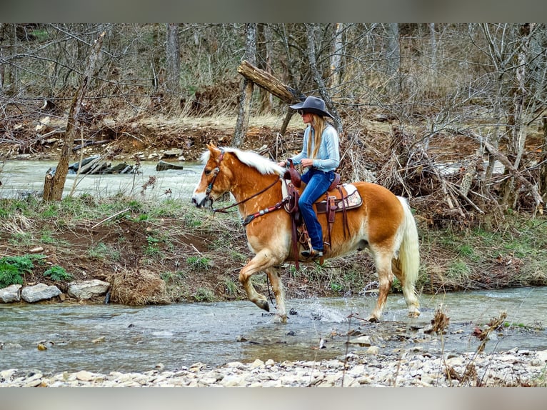 Hafliger Wałach 12 lat 142 cm Cisawa in Hillsboro KY