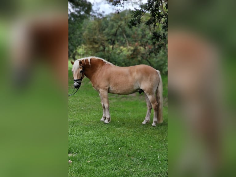 Hafliger Wałach 12 lat 152 cm Kasztanowata in Warendorf