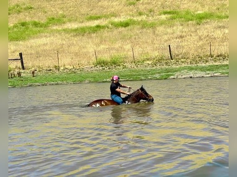 Hafliger Wałach 13 lat 142 cm Tobiano wszelkich maści in King City, CA