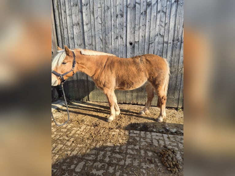 Hafliger Mix Wałach 13 lat 145 cm Bułana in Krautheim