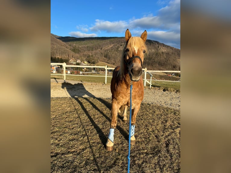 Hafliger Wałach 13 lat 145 cm Jasnogniada in Graz,12.Bez.:Andritz