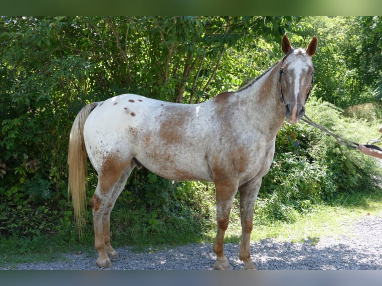 Hafliger Wałach 15 lat 150 cm in Mainbernheim