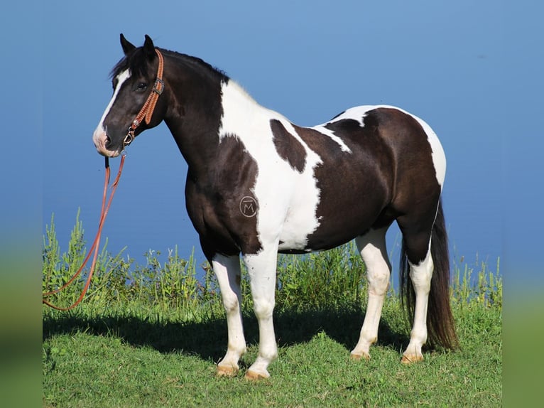 Hafliger Wałach 15 lat 150 cm Tobiano wszelkich maści in wHITLEY cITY ky