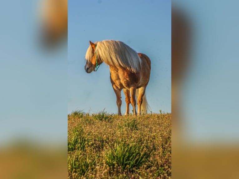 Hafliger Wałach 16 lat 137 cm Izabelowata in Walkerton IN