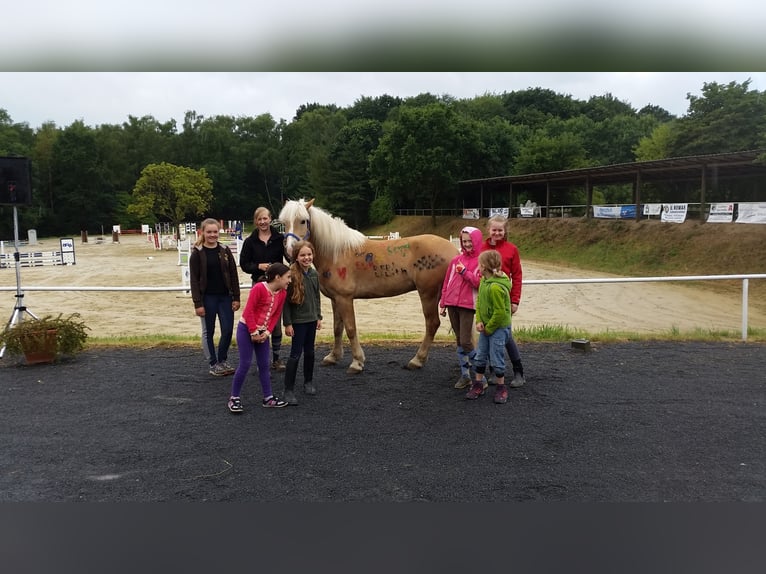 Hafliger Mix Wałach 17 lat 148 cm Kasztanowata in Viersen