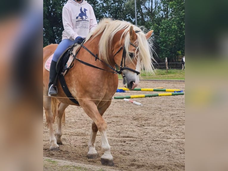 Hafliger Wałach 18 lat 150 cm Bułana in Scharbeutz