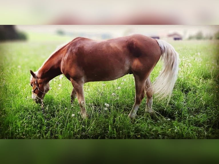 Hafliger Wałach 18 lat 155 cm Jasnogniada in Feldkirchen bei Mattighofen