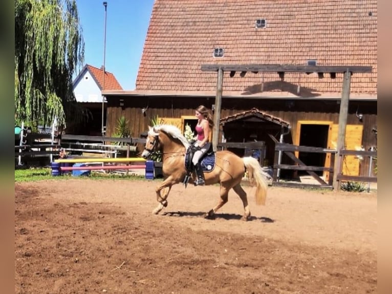 Hafliger Wałach 19 lat 145 cm in Zwischen Possenheim und Enzlar