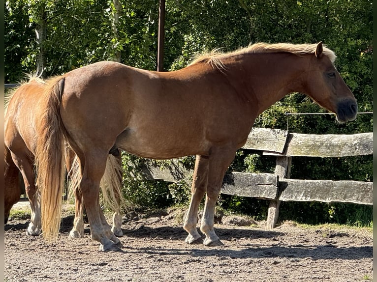 Hafliger Mix Wałach 19 lat 153 cm Kasztanowata in Südbrookmerland Victorbur