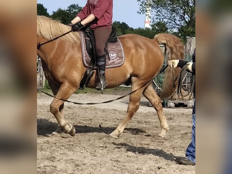 Hafliger Mix Wałach 19 lat 153 cm Kasztanowata in Südbrookmerland Victorbur