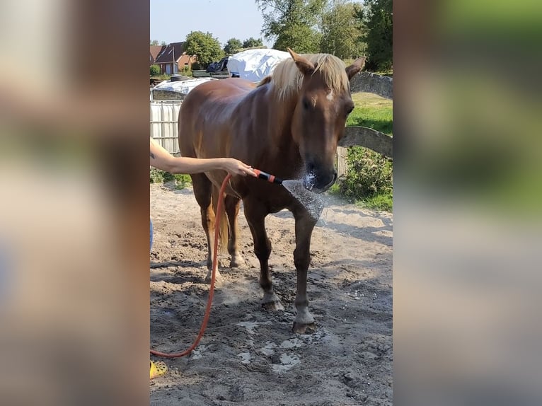 Hafliger Mix Wałach 19 lat 153 cm Kasztanowata in Südbrookmerland Victorbur