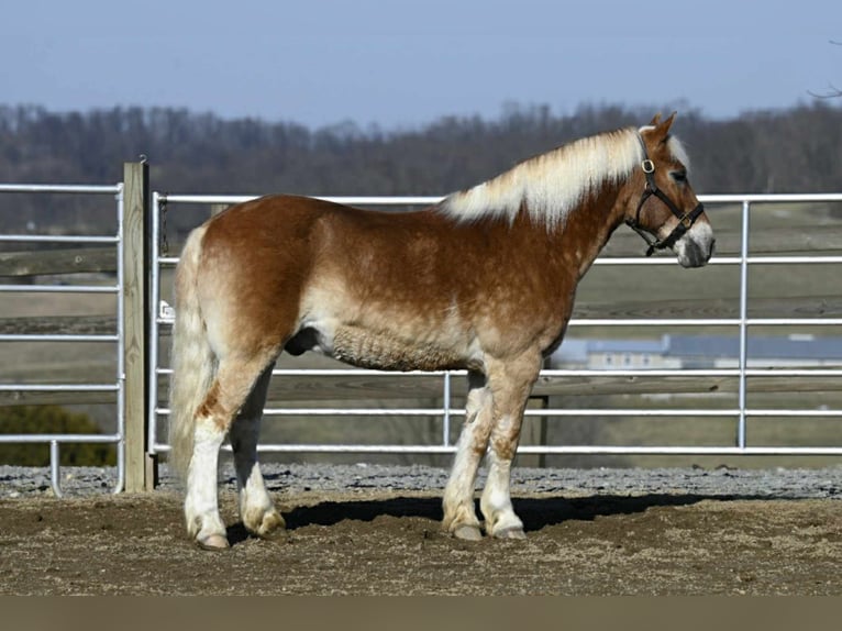 Hafliger Wałach 19 lat Cisawa in Millersburg OH