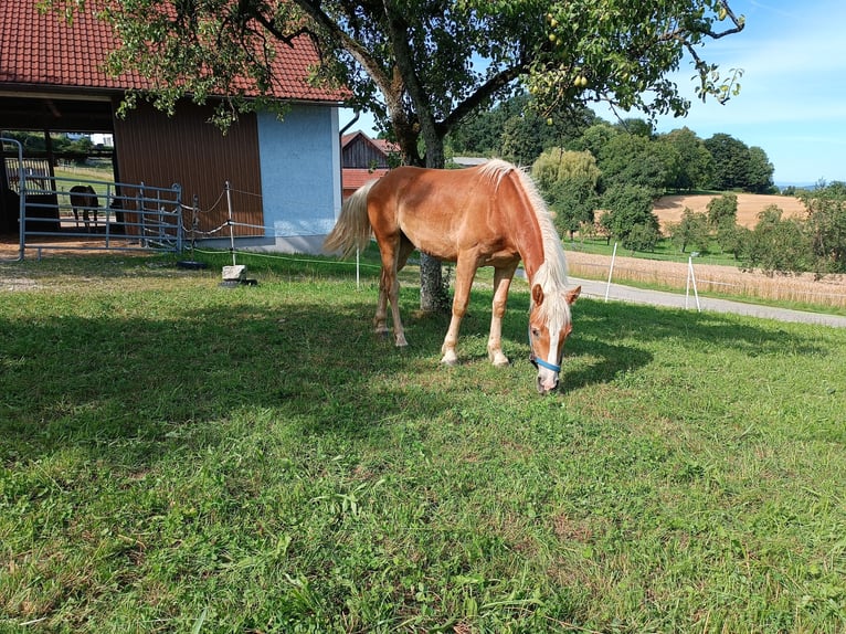 Hafliger Wałach 1 Rok Ciemnokasztanowata in Steyr