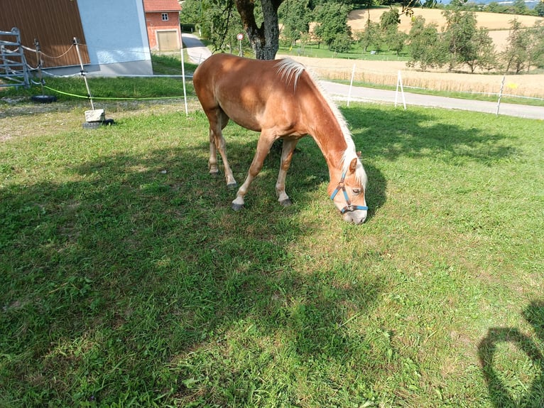 Hafliger Wałach 1 Rok Ciemnokasztanowata in Steyr