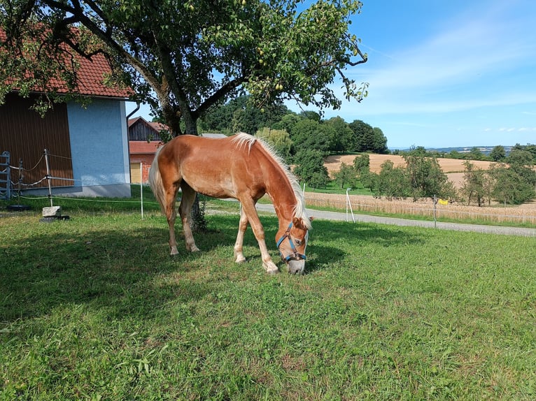 Hafliger Wałach 1 Rok Ciemnokasztanowata in Steyr