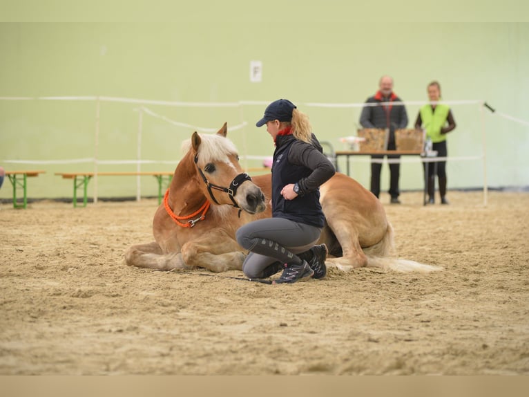 Hafliger Wałach 21 lat 155 cm Izabelowata in Žalec