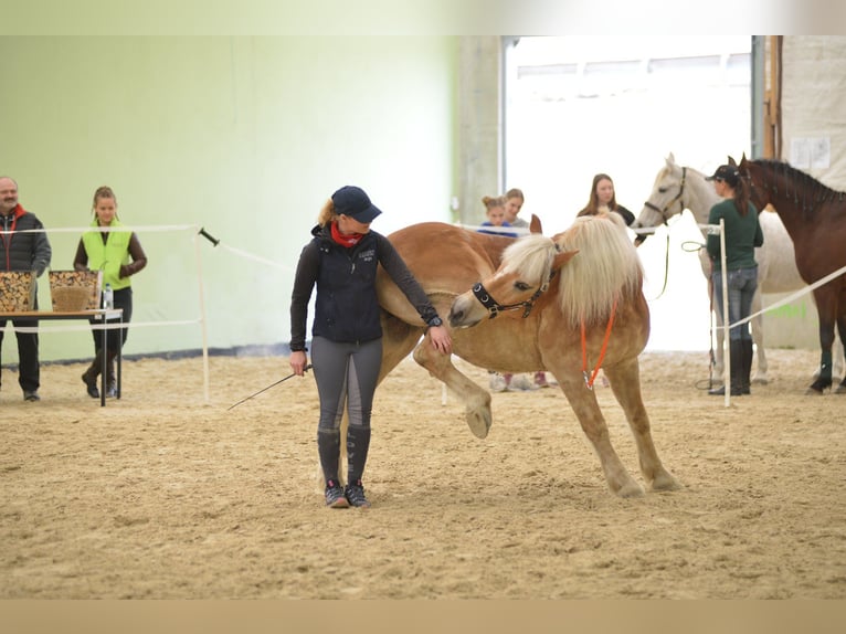 Hafliger Wałach 21 lat 155 cm Izabelowata in Žalec