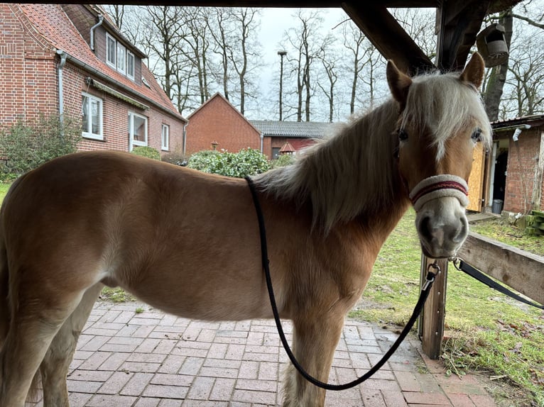 Hafliger Wałach 2 lat 132 cm Kasztanowata in Schneverdingen