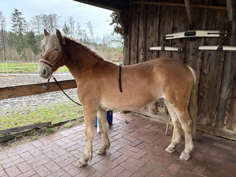 Hafliger Wałach 2 lat 132 cm Kasztanowata in Schneverdingen