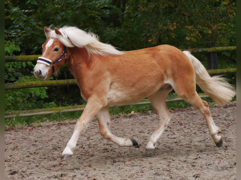 Hafliger Wałach 2 lat 145 cm in Dorsten