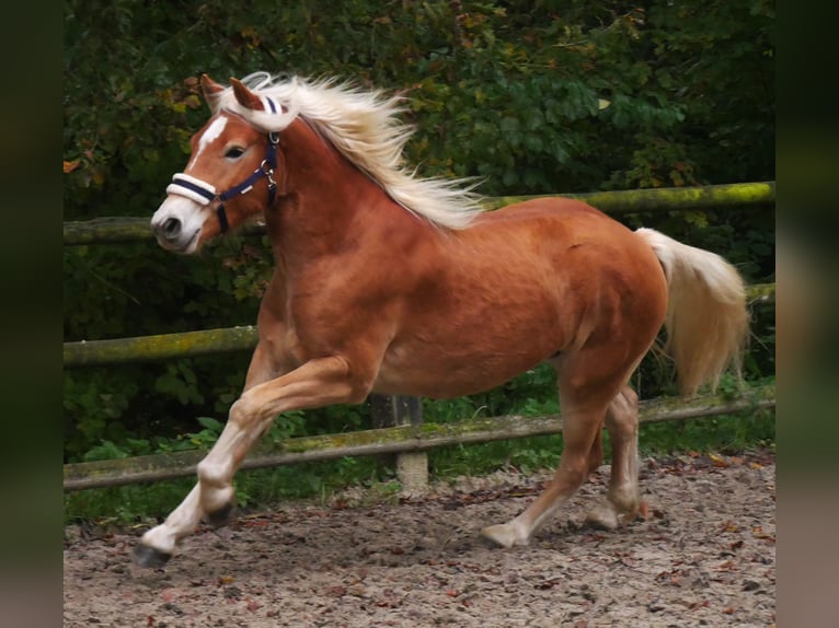 Hafliger Wałach 2 lat 145 cm in Dorsten