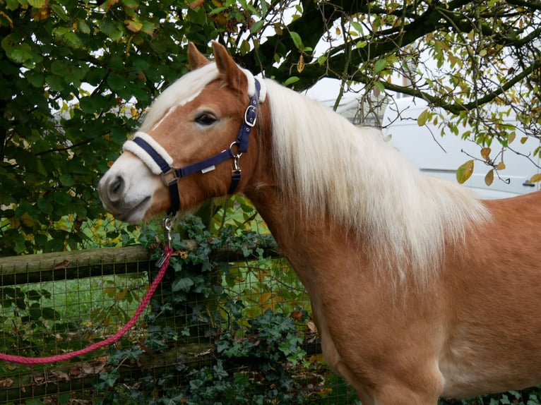 Hafliger Wałach 2 lat 145 cm in Dorsten