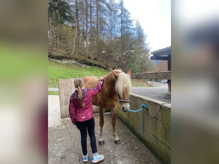 Hafliger Wałach 2 lat 146 cm in Pöllau am Greim