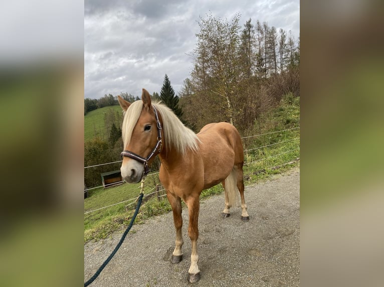 Hafliger Wałach 2 lat 146 cm in Pöllau am Greim