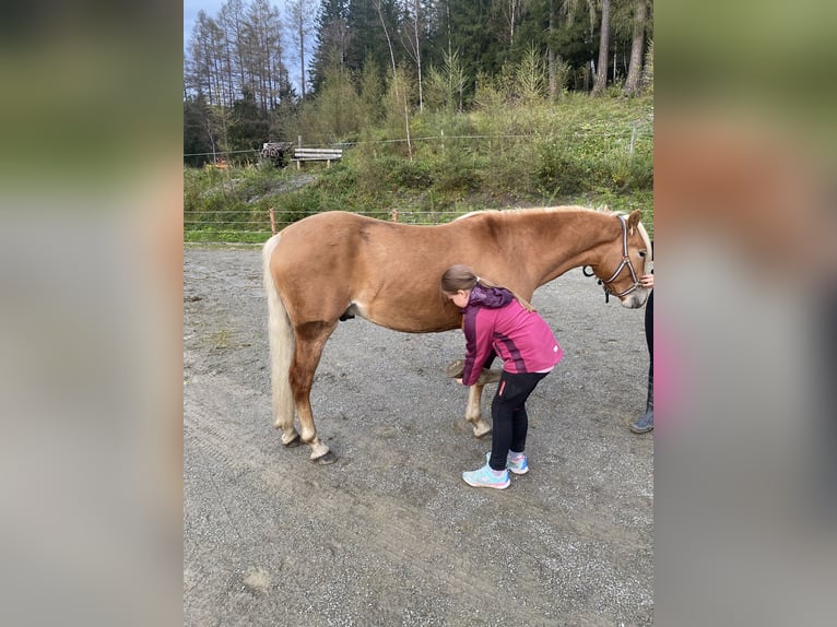 Hafliger Wałach 2 lat 146 cm in Pöllau am Greim