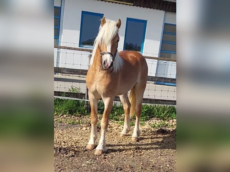 Hafliger Wałach 2 lat 150 cm Kasztanowata in EbersbergEbersberg