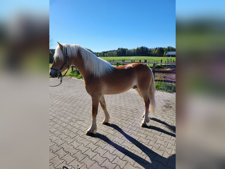 Hafliger Wałach 2 lat 150 cm Kasztanowata in EbersbergEbersberg