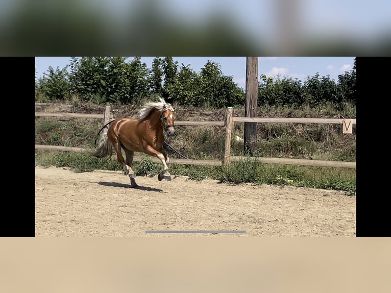 Hafliger Wałach 2 lat 151 cm Kasztanowata in Wördern