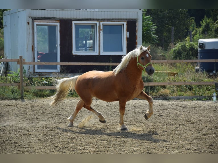 Hafliger Wałach 2 lat 151 cm Kasztanowata in Wördern