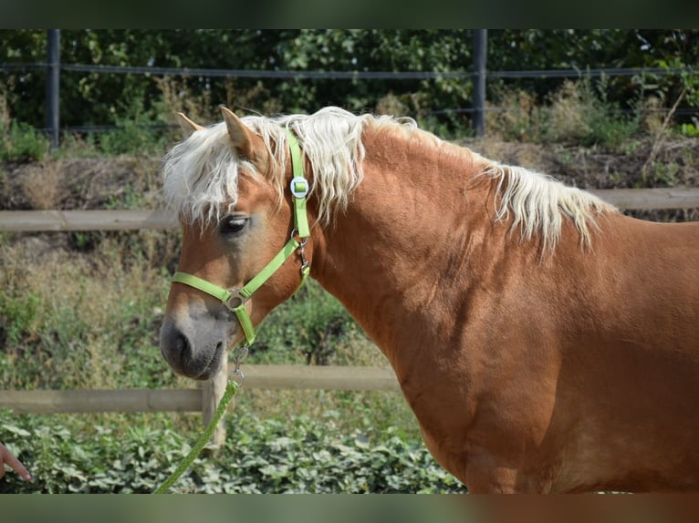 Hafliger Wałach 2 lat 151 cm Kasztanowata in Wördern