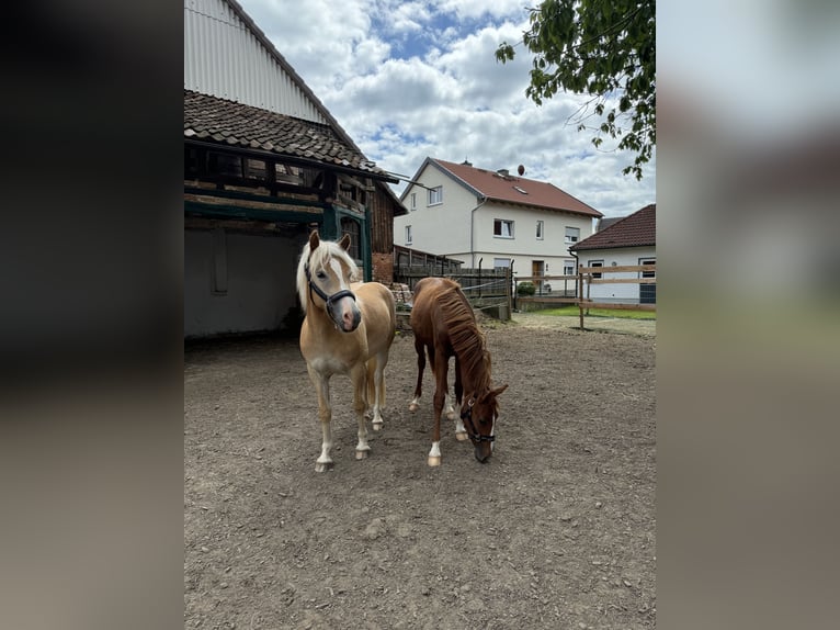 Hafliger Wałach 2 lat Kasztanowata in Fritzlar