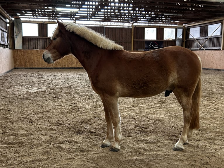 Hafliger Wałach 3 lat 144 cm Kasztanowata in Burghaun