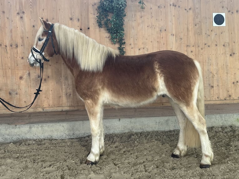 Hafliger Wałach 3 lat 147 cm Kasztanowata in Riedlingen