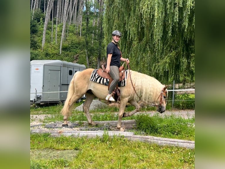 Hafliger Wałach 3 lat 148 cm Kasztanowata in Bayerbach